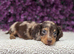 Beautiful Miniature Dachshund Puppies Ready Now