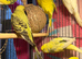 Young Budgies