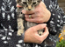 5 stunning Maine coon kittens