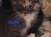 CUTE RARE BLUE COLOUR RAGDOLL KITTENS