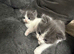 Exquisite Ragdoll / Turkish Angora Kittens – 6 Weeks Old | Blue-Eyed | Home-Raised