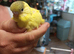 Available Soon 5 week Baby Budgies £30 each or £55 for both reserve with a £10 deposit until ready