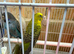 Black face & black wing budgies available