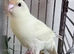 Kakarikis Handreared