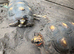 Beautiful Redfoot tortoises