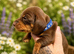 KC Registered Miniature Dachshund Puppies - Ready 30th May