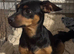Pinscher/ chi cross cockerpoo