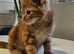 Kittens ready now