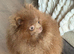 Stunning lilac Pomeranian