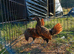 Golden sebright pair