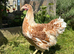 Pure breed large fowl hens