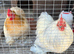 Pair of Pekin bantams