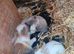 Lionhead rabbits Tamworth