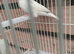 Java finches