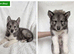 Husky Puppies for Sale