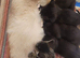 Siemese x kittens ready for their new home