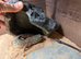 Make leapard gecko with full set up
