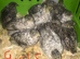 SEXED CHINESE PAINTED BUTTON QUAILS !