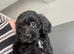 Cockapoo Puppies
