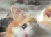 Kittens for sale