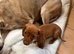 Mini dachshund