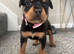 Rottweiler puppies