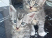 Full pedigree Maine Coon Kittens