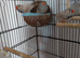 3 zebra Finch's for sell