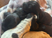 Working cocker spaniels