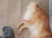 2 yr old female pomeranian