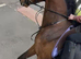 IVY 15.3hh 5 year old PERFECT HAPPY HACK/LOW LEVEL ALLROUNDER