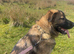 Caucasian shepherd pup