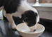 Six Puppies for sale