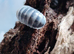 Armadillo Officinalis Tamarix