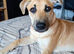 German Shepherd x Johnson's American Bulldog
