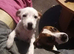 6 month old female Jack Russell