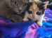 Beautiful kittens ready soon