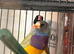 Gouldian finch