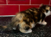 3 kittens left