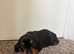stunning miniature dachshund puppies