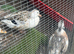 Miniature Silver Appleyard hatching eggs
