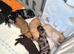 Beautiful cockapoo puppies for sale