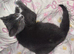 Russian blue