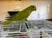 Baby Ringneck