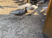 Mixture of different coloured peafowl