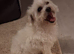 Maltese girl