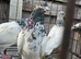 Pakistani highflyers for sale