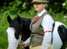 Stunning Cob Gelding
