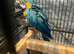 Stunning Blue and gold Macaw parrot