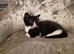 3 X Beautiful Black & White Kittens &pound;25
